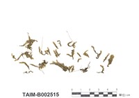 藏品(大葉濕原苔)的圖片